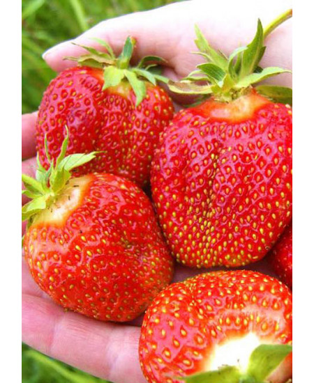 Клубника Зефир (Упаковка 5шт) Клубника Зефир (Упаковка 5шт)