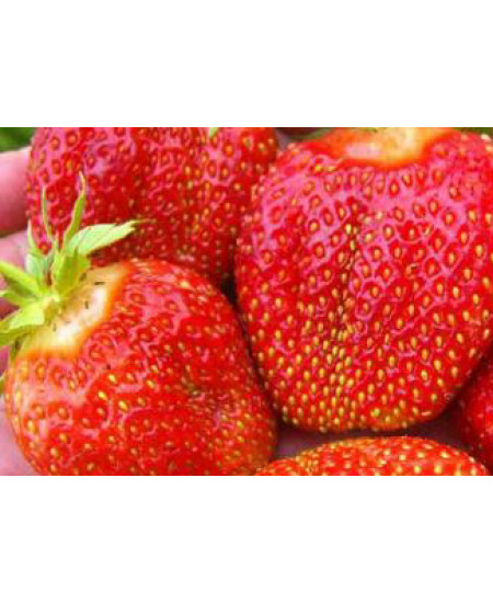 Клубника Зефир (Упаковка 5шт) Клубника Зефир (Упаковка 5шт)