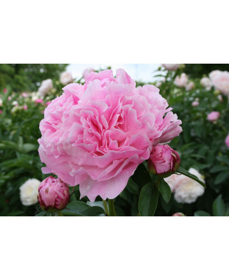 Пион Мисс Экхарт Пион Мисс Экхарт