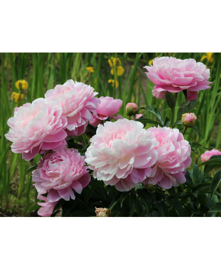 Пион Мисс Экхарт Пион Мисс Экхарт