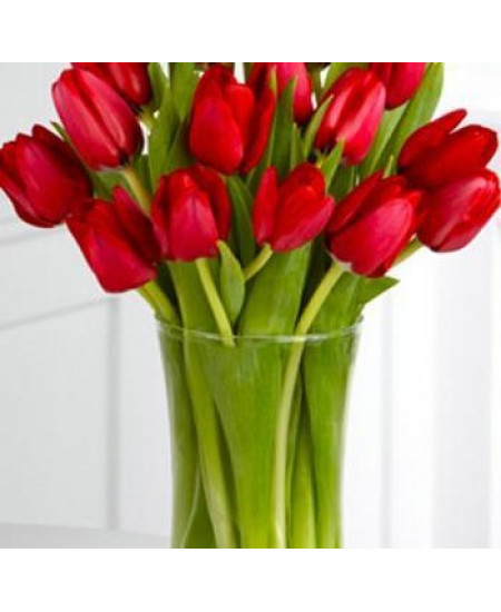 Тюльпан "Ile de Frence" 3шт в упаковке (размер 11\12) Тюльпан "Ile de Frence" 3шт в упаковке (размер 11\12)