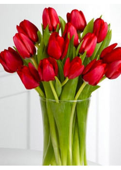 Тюльпан "Ile de Frence" 3шт в упаковке (размер 11\12)