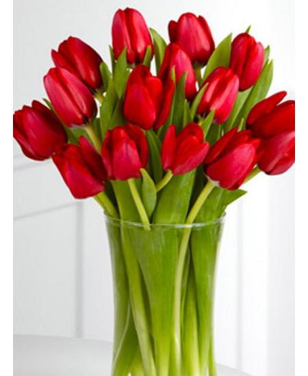 Тюльпан "Ile de Frence" 3шт в упаковке (размер 11\12) Тюльпан "Ile de Frence" 3шт в упаковке (размер 11\12)