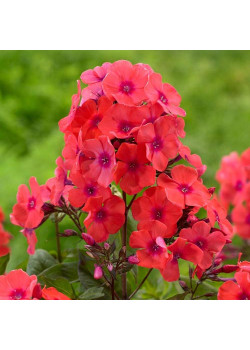 Флокс метельчатый Оранж Перфекшн