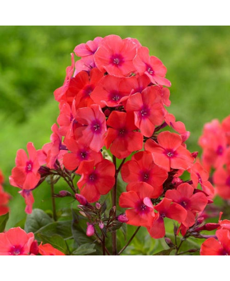 Флокс метельчатый Оранж Перфекшн Флокс метельчатый Оранж Перфекшн