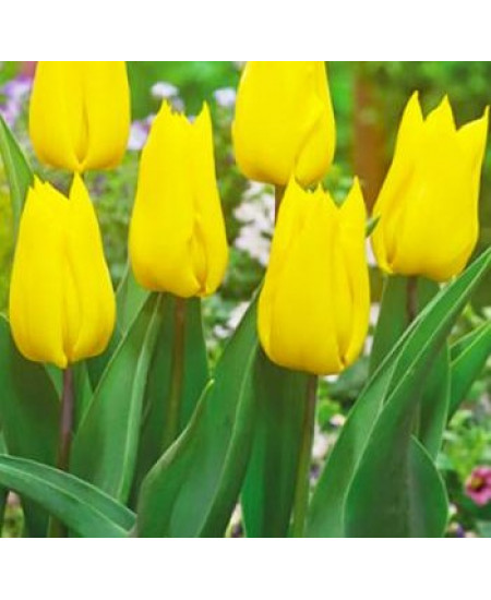 Тюльпан триумф "Йокохама" (Yokohama) 3шт в упаковке (размер 11/12) Тюльпан триумф "Йокохама" (Yokohama) 3шт в упаковке (размер 11/12)