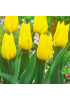Тюльпан триумф "Йокохама" (Yokohama) 3шт в упаковке (размер 11/12) Тюльпан триумф "Йокохама" (Yokohama) 3шт в упаковке (размер 11/12)