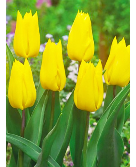 Тюльпан триумф "Йокохама" (Yokohama) 3шт в упаковке (размер 11/12) Тюльпан триумф "Йокохама" (Yokohama) 3шт в упаковке (размер 11/12)