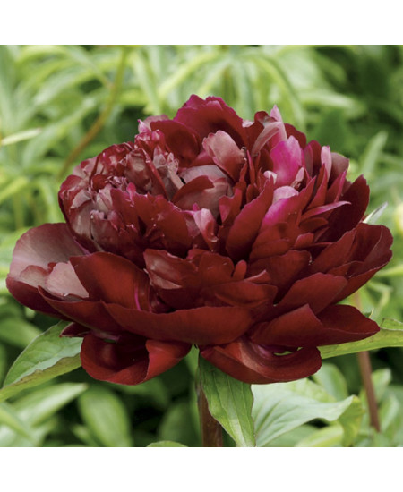 Пион Армани Пион Армани