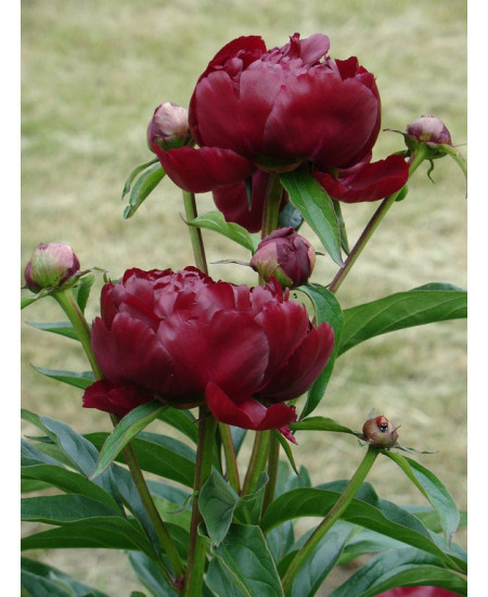 Пион Армани Пион Армани