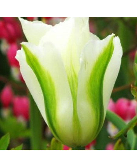 Тюльпан зеленоцветный "Спринг Грин" (Spring Green) 3шт в упаковке (размер 11\12) Тюльпан зеленоцветный "Спринг Грин" (Spring Green) 3шт в упаковке (размер 11\12)