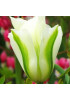 Тюльпан зеленоцветный "Спринг Грин" (Spring Green) 3шт в упаковке (размер 11\12) Тюльпан зеленоцветный "Спринг Грин" (Spring Green) 3шт в упаковке (размер 11\12)