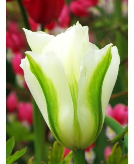 Тюльпан зеленоцветный "Спринг Грин" (Spring Green) 3шт в упаковке (размер 11\12) Тюльпан зеленоцветный "Спринг Грин" (Spring Green) 3шт в упаковке (размер 11\12)