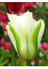 Тюльпан зеленоцветный "Спринг Грин" (Spring Green) 3шт в упаковке (размер 11\12) Тюльпан зеленоцветный "Спринг Грин" (Spring Green) 3шт в упаковке (размер 11\12)