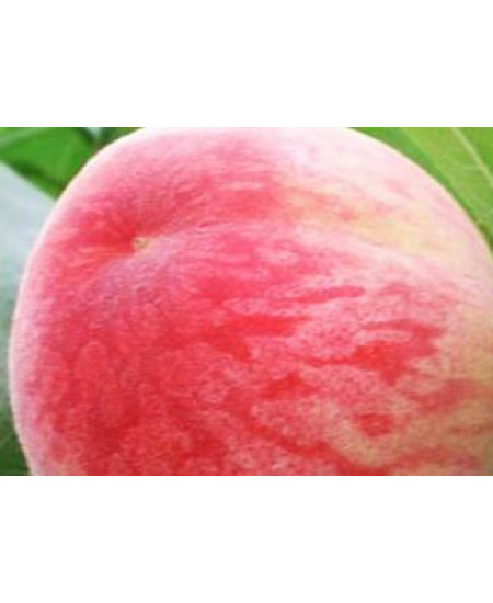 Персик Франт Персик Франт