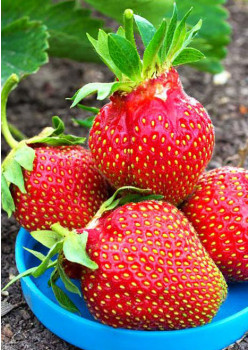 Клубника Царица (Упаковка 5шт)