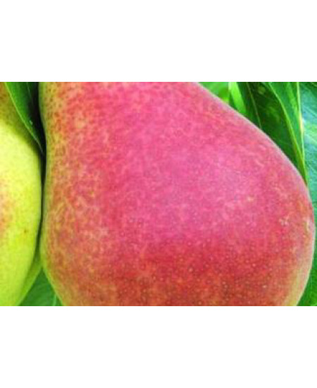 Груша Виктория Груша Виктория