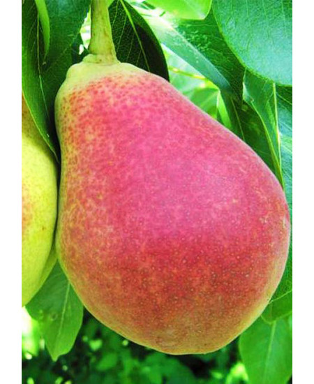 Груша Виктория Груша Виктория