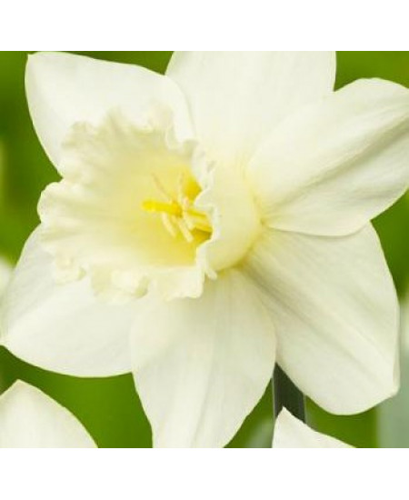 Нарцисс ботанический "Триандус Талия" (Triandus Thalia) 3шт в упаковке (размер 10\12) Нарцисс ботанический "Триандус Талия" (Triandus Thalia) 3шт в упаковке (размер 10\12)