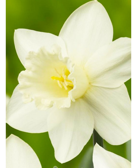 Нарцисс ботанический "Триандус Талия" (Triandus Thalia) 3шт в упаковке (размер 10\12) Нарцисс ботанический "Триандус Талия" (Triandus Thalia) 3шт в упаковке (размер 10\12)