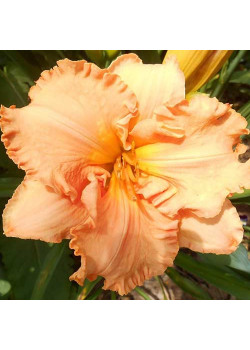 Лилейник Элизабет Солтер