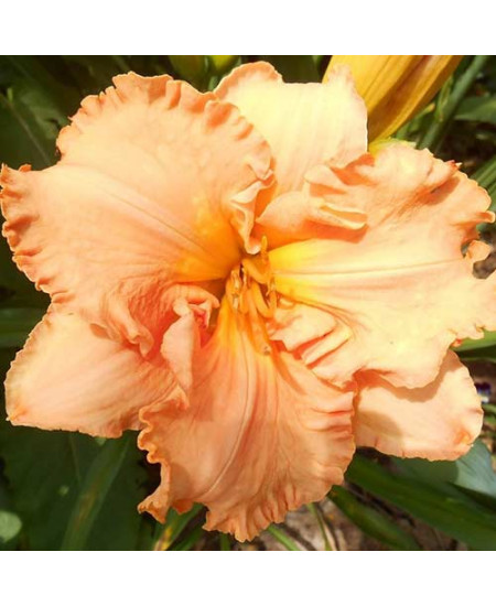 Лилейник Элизабет Солтер Лилейник Элизабет Солтер