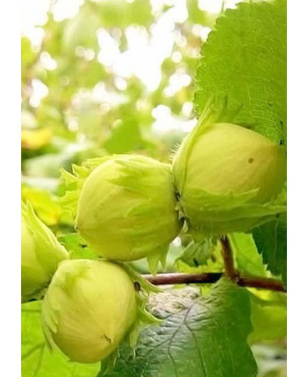 Фундук Аурея Фундук Аурея