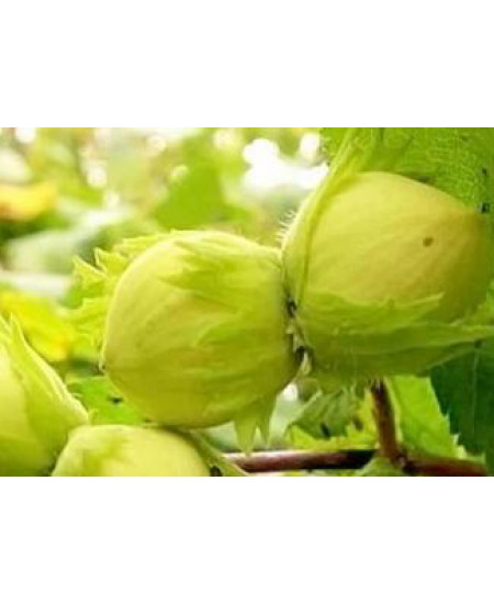 Фундук Аурея Фундук Аурея