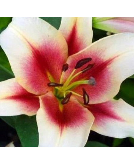 Лилия "Zagora" 3шт в упаковке Лилия "Zagora" 3шт в упаковке