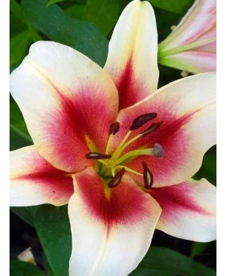 Лилия "Zagora" 3шт в упаковке Лилия "Zagora" 3шт в упаковке