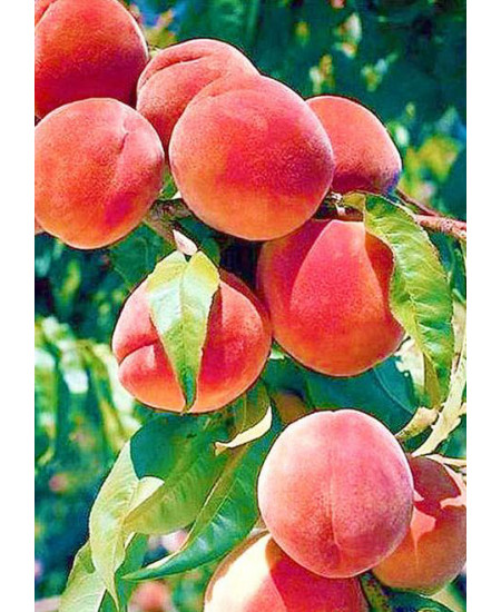 Персик Мореттини Персик Мореттини