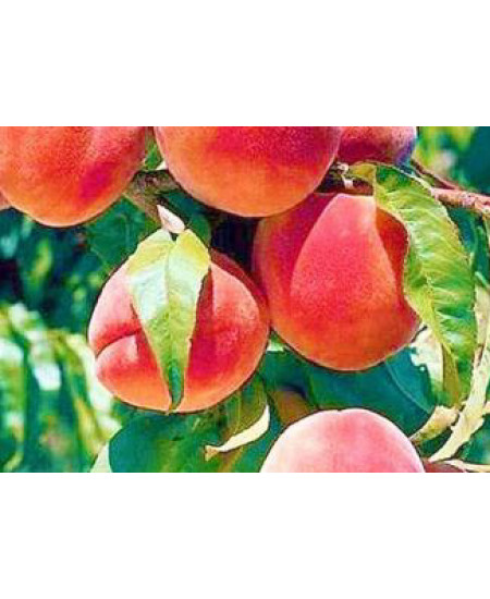 Персик Мореттини Персик Мореттини