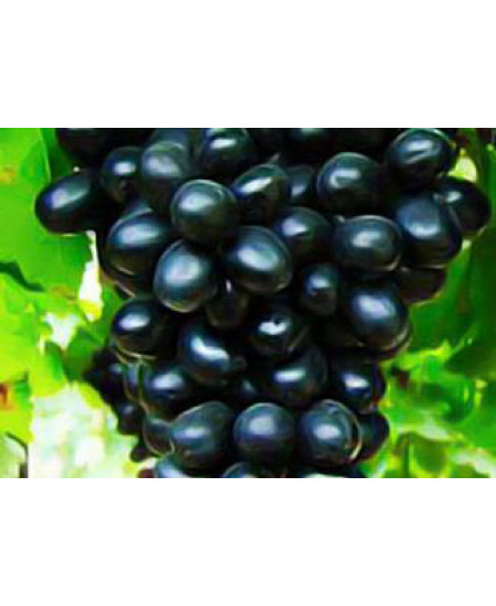 Виноград Молдова Виноград Молдова