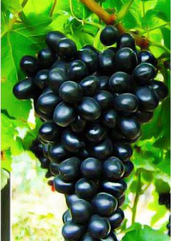 Виноград Молдова