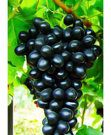 Виноград Молдова Виноград Молдова