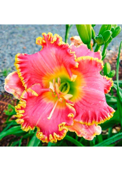 Лилейник Дивас Чойс