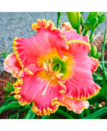 Лилейник Дивас Чойс Лилейник Дивас Чойс