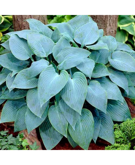 Хоста Тру Блю Хоста Тру Блю