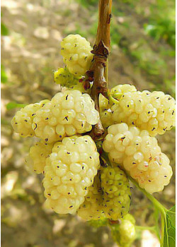 Шелковица белая крупноплодная Медовая