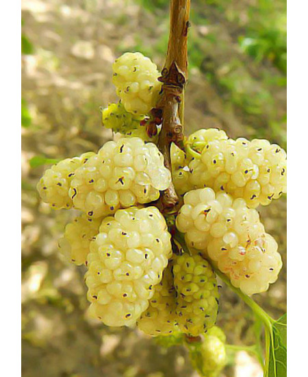 Шелковица белая крупноплодная Медовая Шелковица белая крупноплодная Медовая