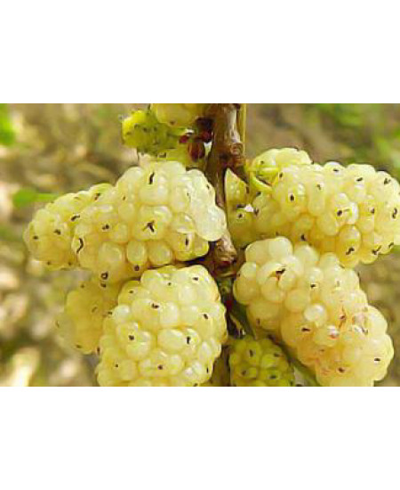 Шелковица белая крупноплодная Медовая Шелковица белая крупноплодная Медовая