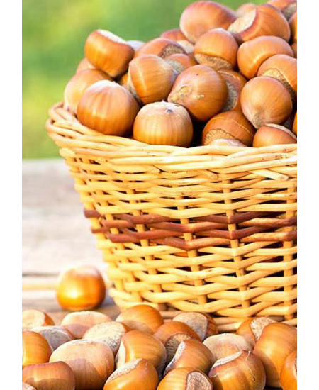 Фундук Шедевр Фундук Шедевр