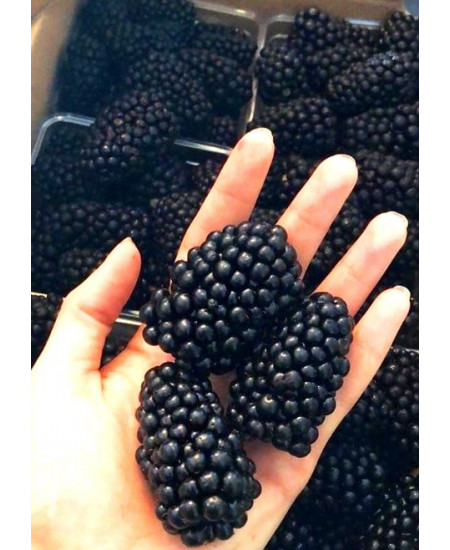 Ежевика Агатовая Ежевика Агатовая