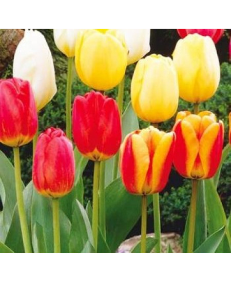 Тюльпан дарвинов гибрид "Микс" (Darwin hybrid mixture) 3шт в упаковке (размер 11\12) Тюльпан дарвинов гибрид "Микс" (Darwin hybrid mixture) 3шт в упаковке (размер 11\12)