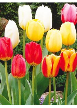 Тюльпан дарвинов гибрид "Микс" (Darwin hybrid mixture) 3шт в упаковке (размер 11\12)