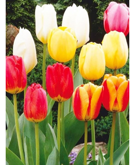 Тюльпан дарвинов гибрид "Микс" (Darwin hybrid mixture) 3шт в упаковке (размер 11\12) Тюльпан дарвинов гибрид "Микс" (Darwin hybrid mixture) 3шт в упаковке (размер 11\12)