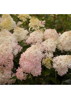 ГОРТЕНЗИЯ МЕТЕЛЬЧАТАЯ ФАНТОМ