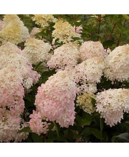 ГОРТЕНЗИЯ МЕТЕЛЬЧАТАЯ ФАНТОМ ГОРТЕНЗИЯ МЕТЕЛЬЧАТАЯ ФАНТОМ