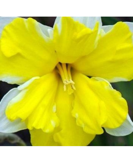 Нарцисс "Сassata" 3шт в упаковке Нарцисс "Сassata" 3шт в упаковке