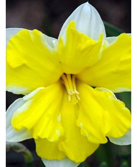 Нарцисс "Сassata" 3шт в упаковке Нарцисс "Сassata" 3шт в упаковке